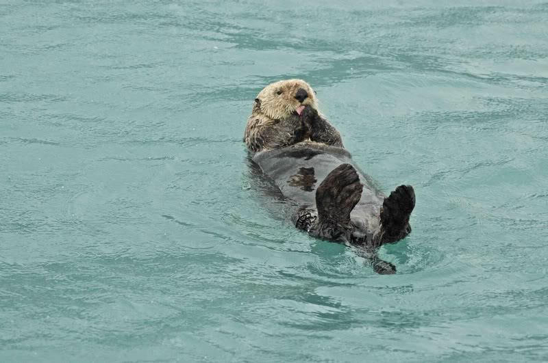 DSC_1289SewardK enaiFjordsCruis e