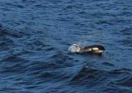 DSC_1840InsideP assageOrcas