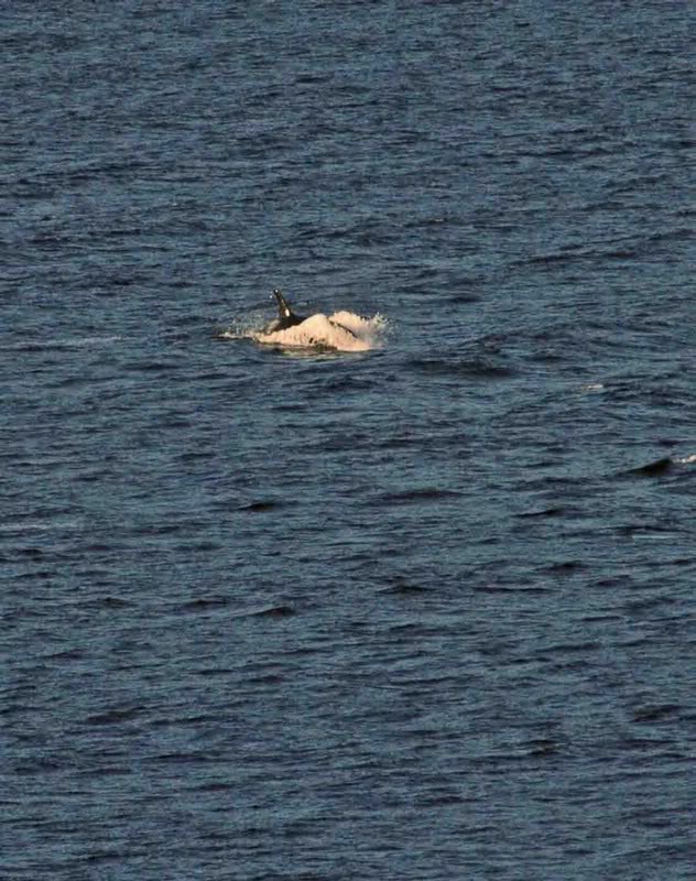 DSC_1861InsideP assageOrcas