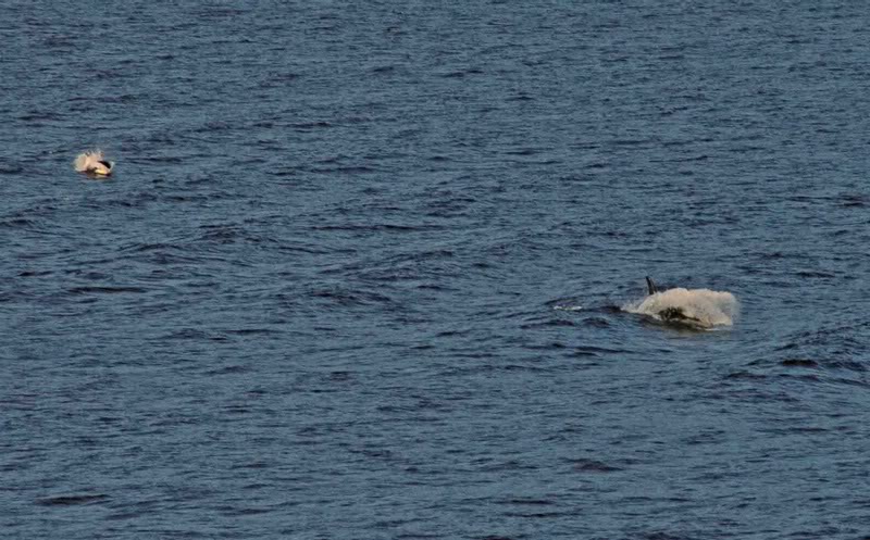 DSC_1863InsideP assageOrcas