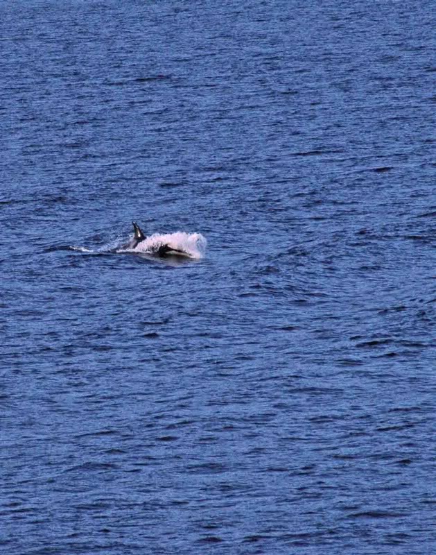 DSC_1868InsideP assageOrcas