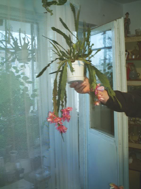 imag0130-epifil lium roz 2007