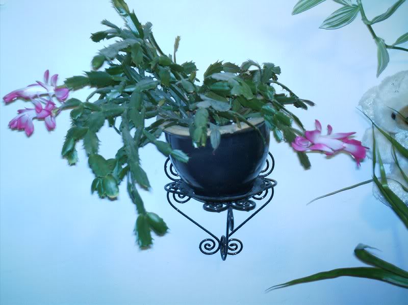 imag0134 craciunita infloricioasa-2 007