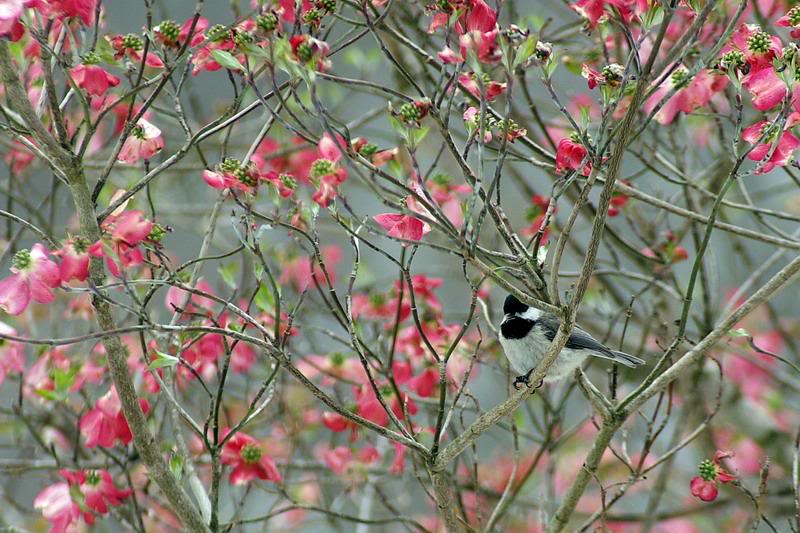 Chickadee in a Red Dogwood 2