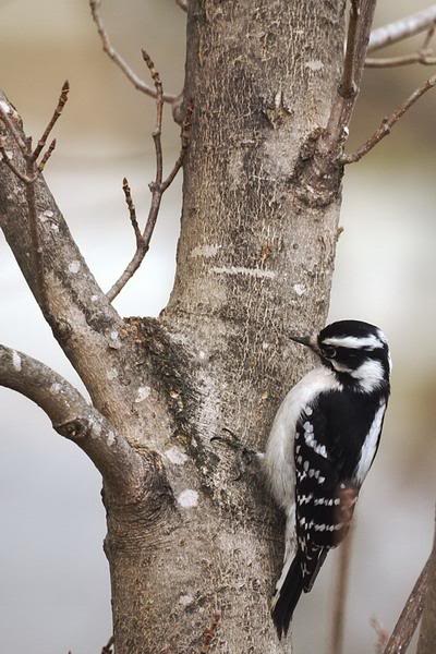 Downy Woodpecker