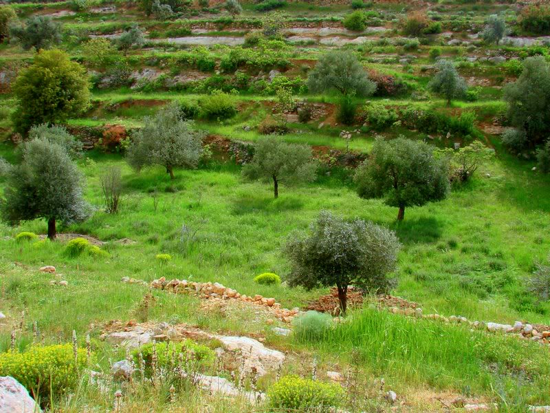 Spring in JORDAN -10