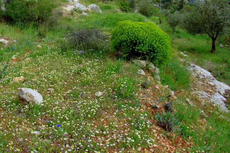 Spring in JORDAN -12