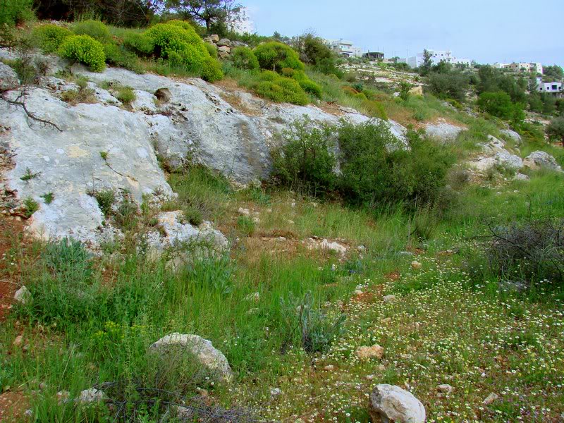 Spring in JORDAN -13