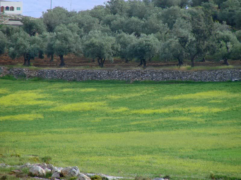 Spring in JORDAN -3