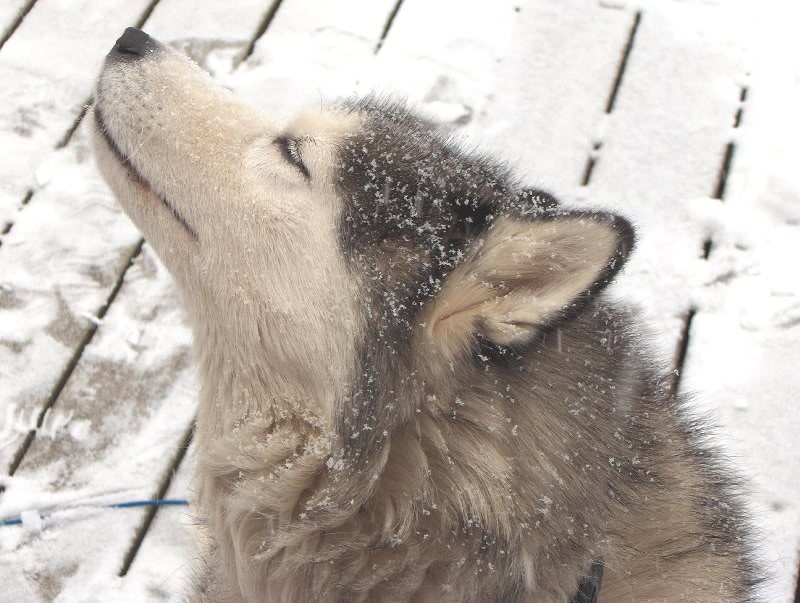 husky enjoying the snow