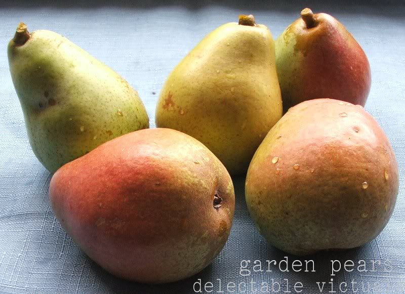 garden-pears-1