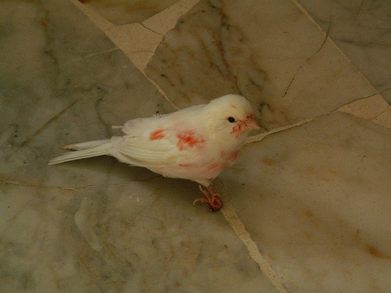 ettore cresce ancora1