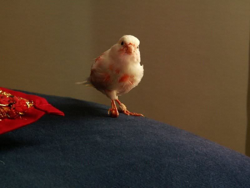 ettore cresce ancora2