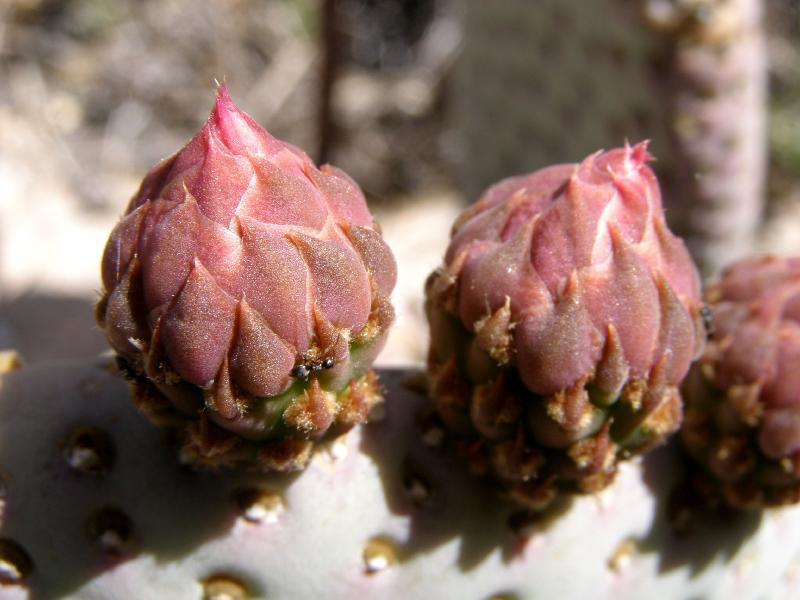 Cactus buds