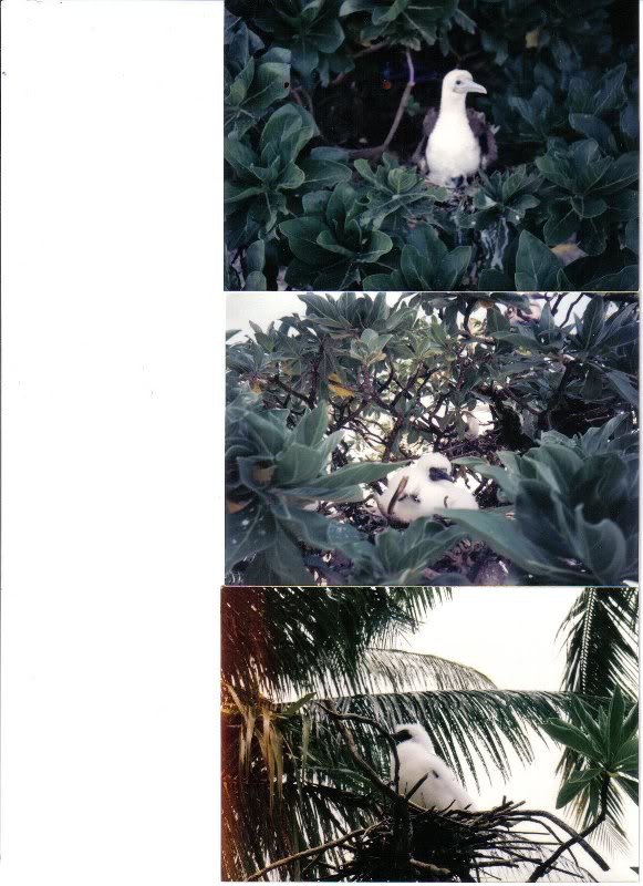 palmyra atoll '94-2