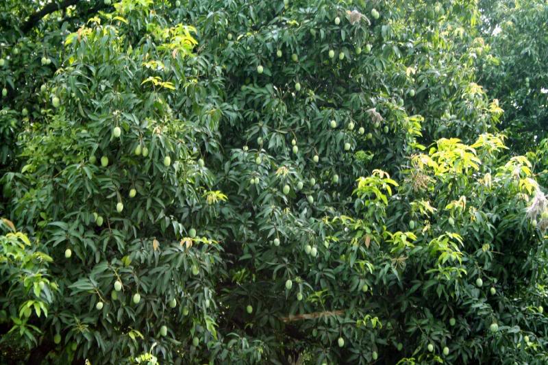 Mangoes! The King of Fruit