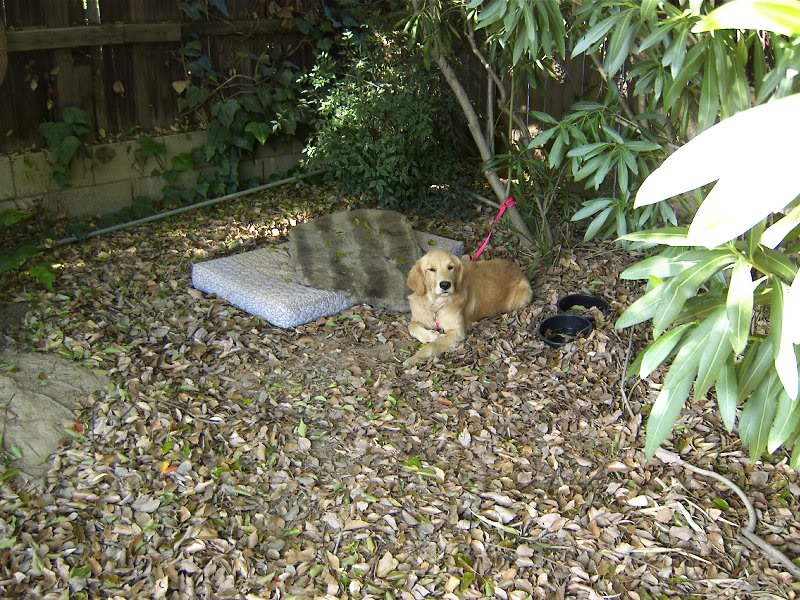 Chela doesnt work so hard. Taking a nap in te shade