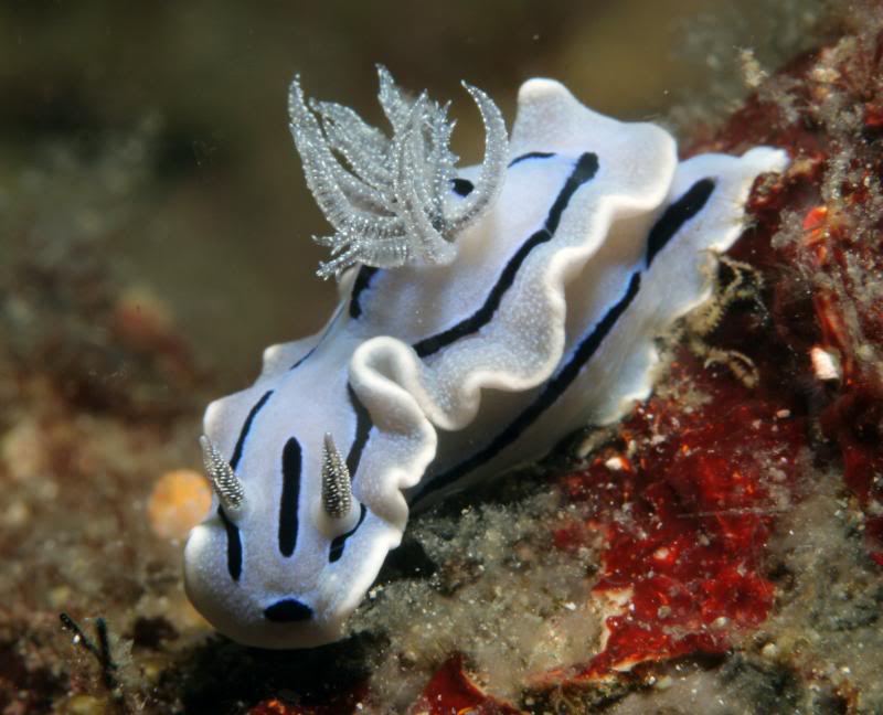 Chromodoris willani