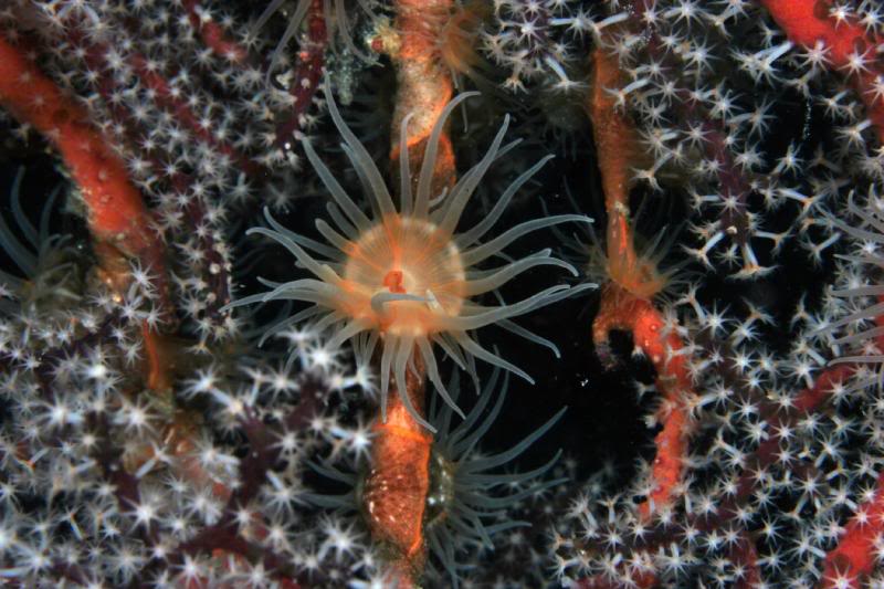 Colonial anemone on sea fan