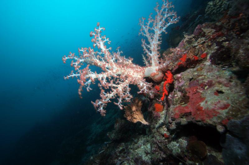 Soft coral