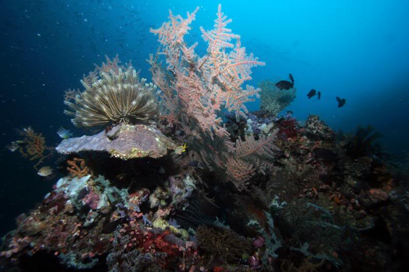 soft coral & crinoid