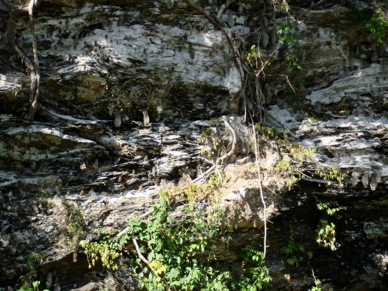 Bee Nests On Mountainside
