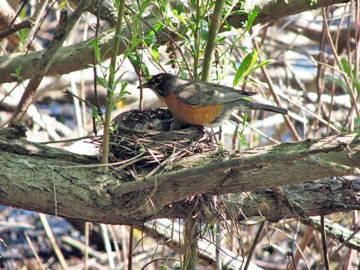 American Robin (Turdus migratorius)