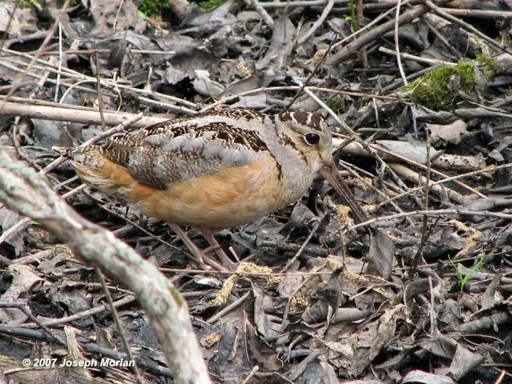 American Woodcock (Scolopax minor)
