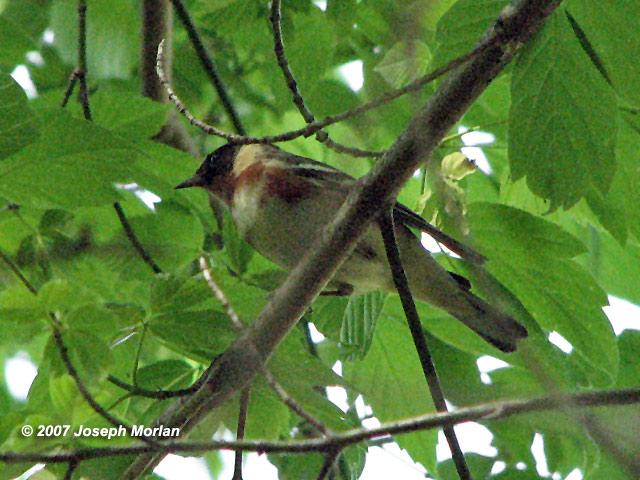Bay-breasted Warbler (Dendroica castanea)