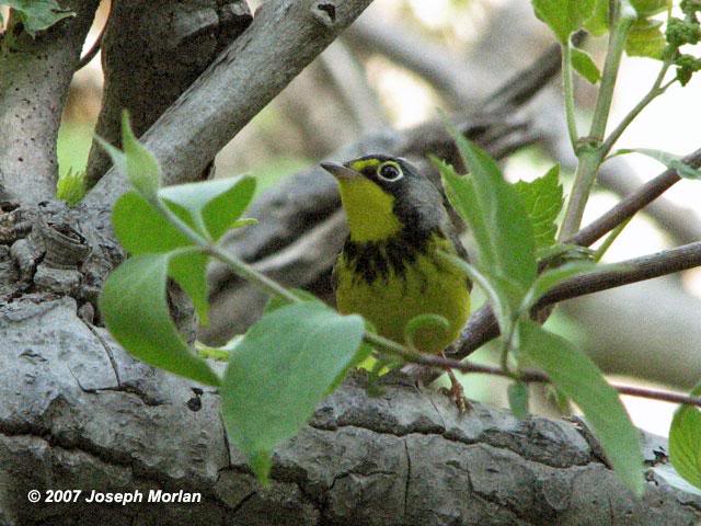 Canada Warbler (Wilsonia canadensis)