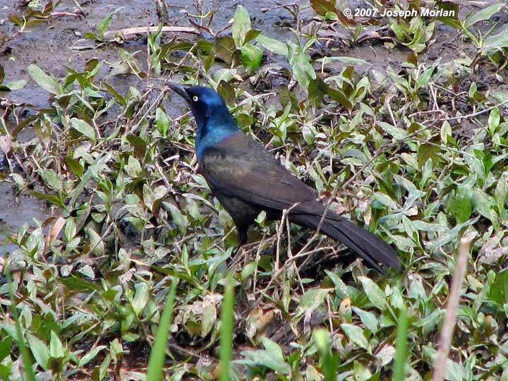 Common Grackle (Quiscalus quiscula versicolor)