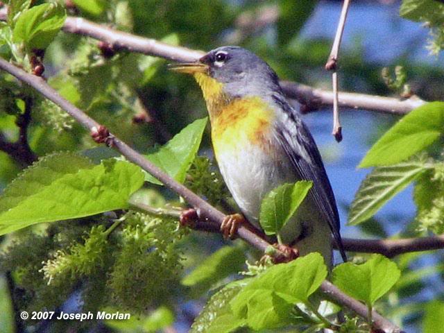 Northern Parula (Parula americana)