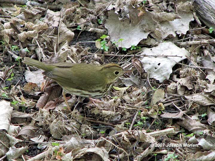 Ovenbird (Seiurus aurocapilla)
