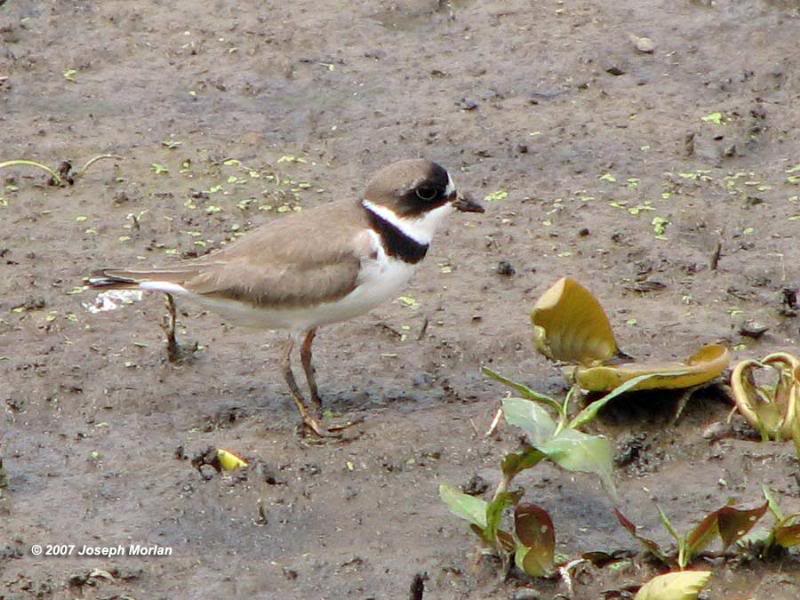 Semipalmated Plover (Charadrius semipalmatus)