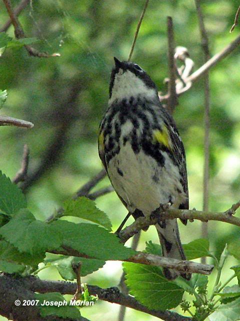 Yellow-rumped Warbler (Dendroica coronata)