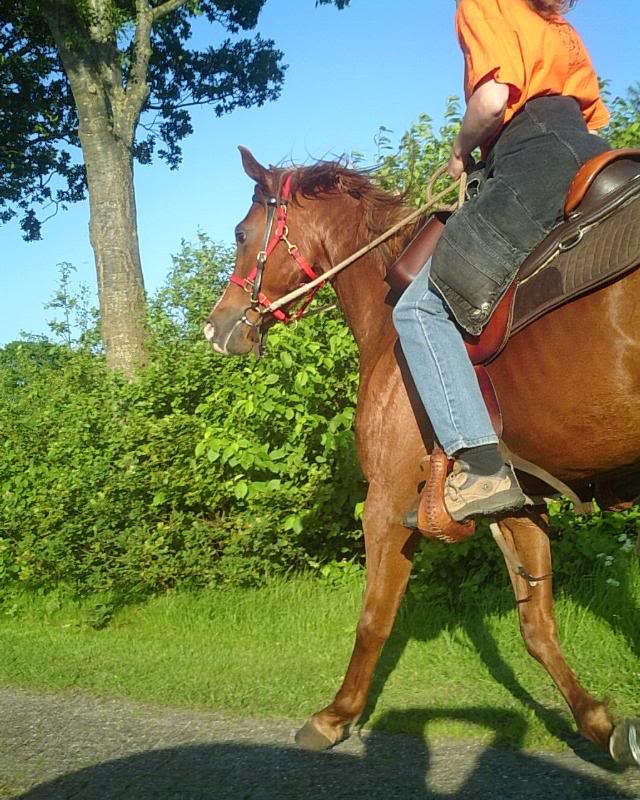 Ruiter en paard en schaduw van ligfiets