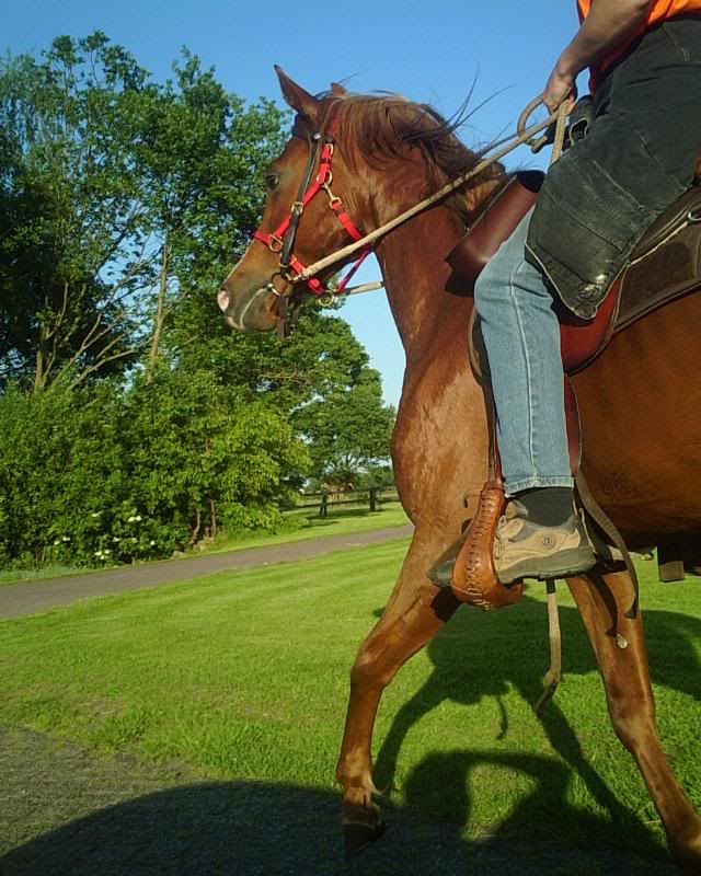 paard trekt zich niets aan van de Quest