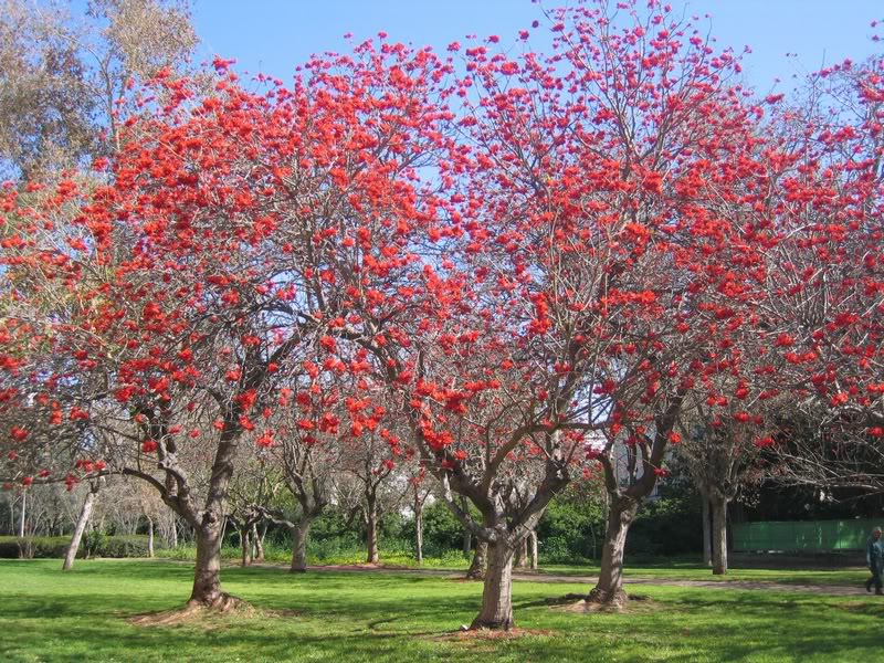 02 - Coral Tree (Erythrina Lysistemon) - The Lucky Bean...