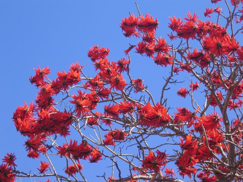 03 - Coral Tree (Erythrina Lysistemon) - The Lucky Bean...