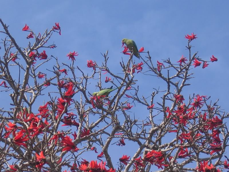 04 - Coral Tree (Erythrina Lysistemon) - The Lucky Bean...