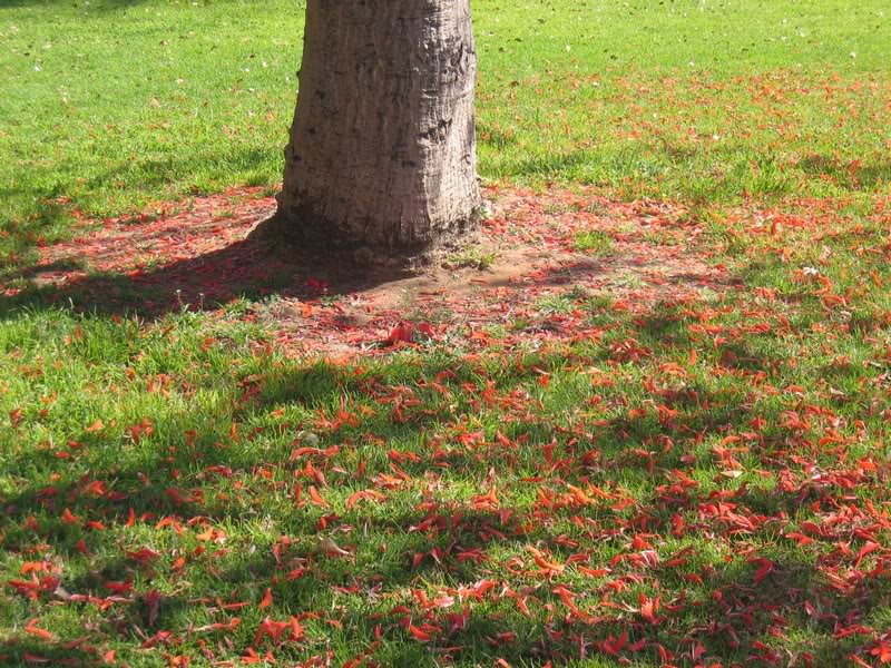 05 - Coral Tree (Erythrina Lysistemon) - The Lucky Bean...