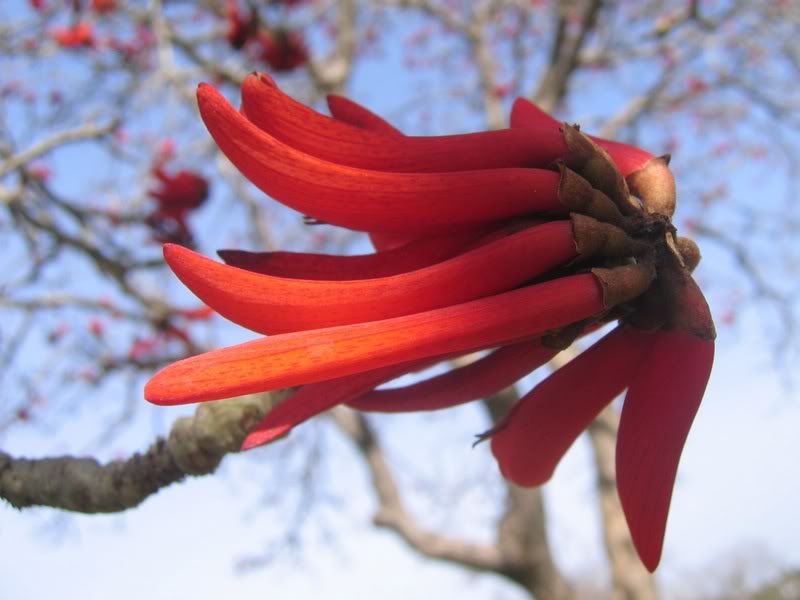06 - Coral Tree (Erythrina Lysistemon) - The Lucky Bean...