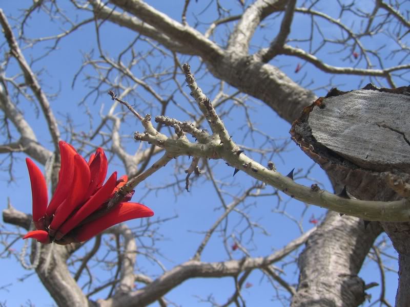 07 - Coral Tree (Erythrina Lysistemon) - The Lucky Bean...