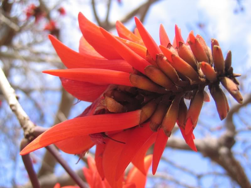 08 - Coral Tree (Erythrina Lysistemon) - The Lucky Bean...