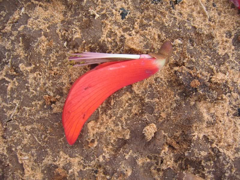 09 - Coral Tree (Erythrina Lysistemon) - The Lucky Bean...