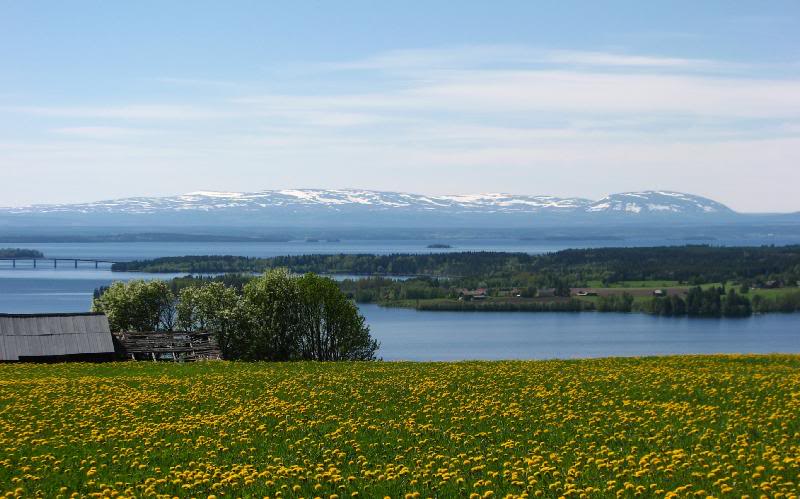 Dandelions (Taraxacum vulgare), lake and mountains
