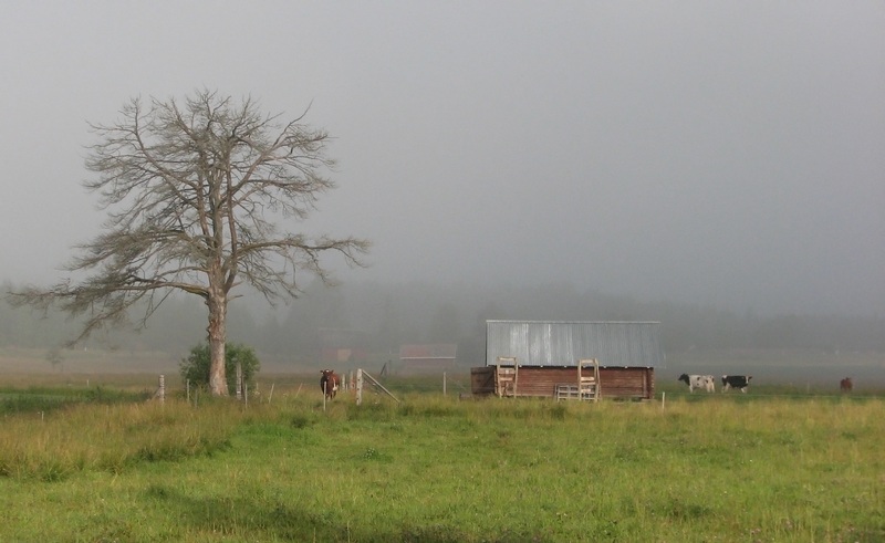 Mist and cows b