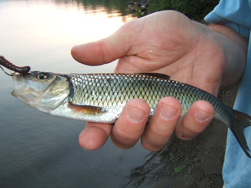 Seths beautiful catch