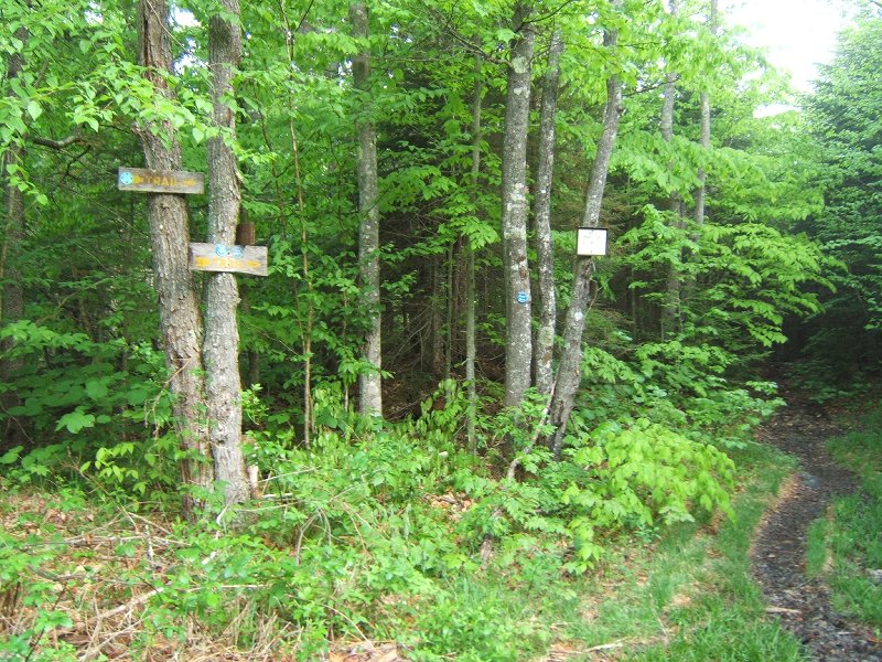 Where the trail splits off from the road
