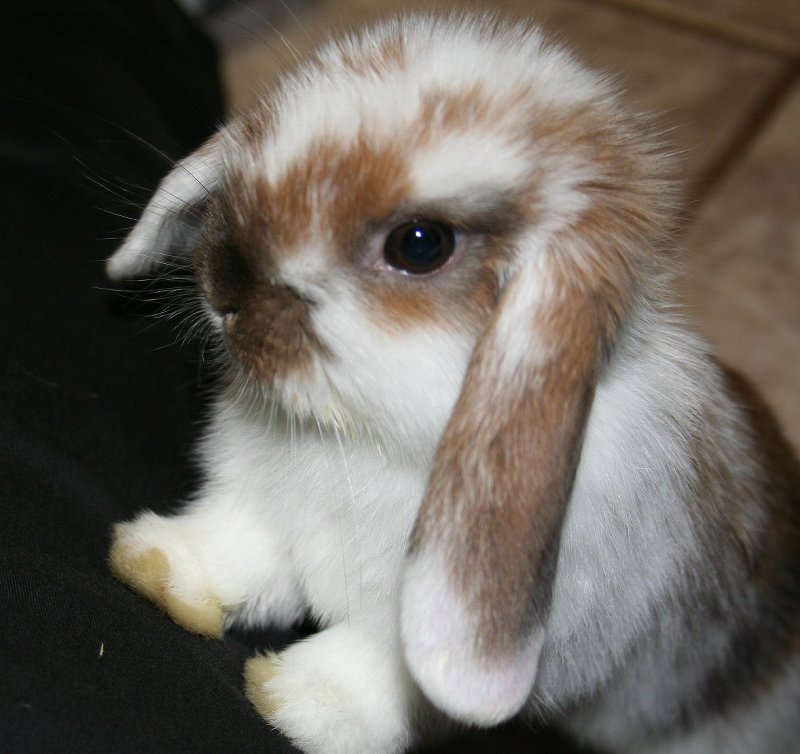 wizard @ seven weeks